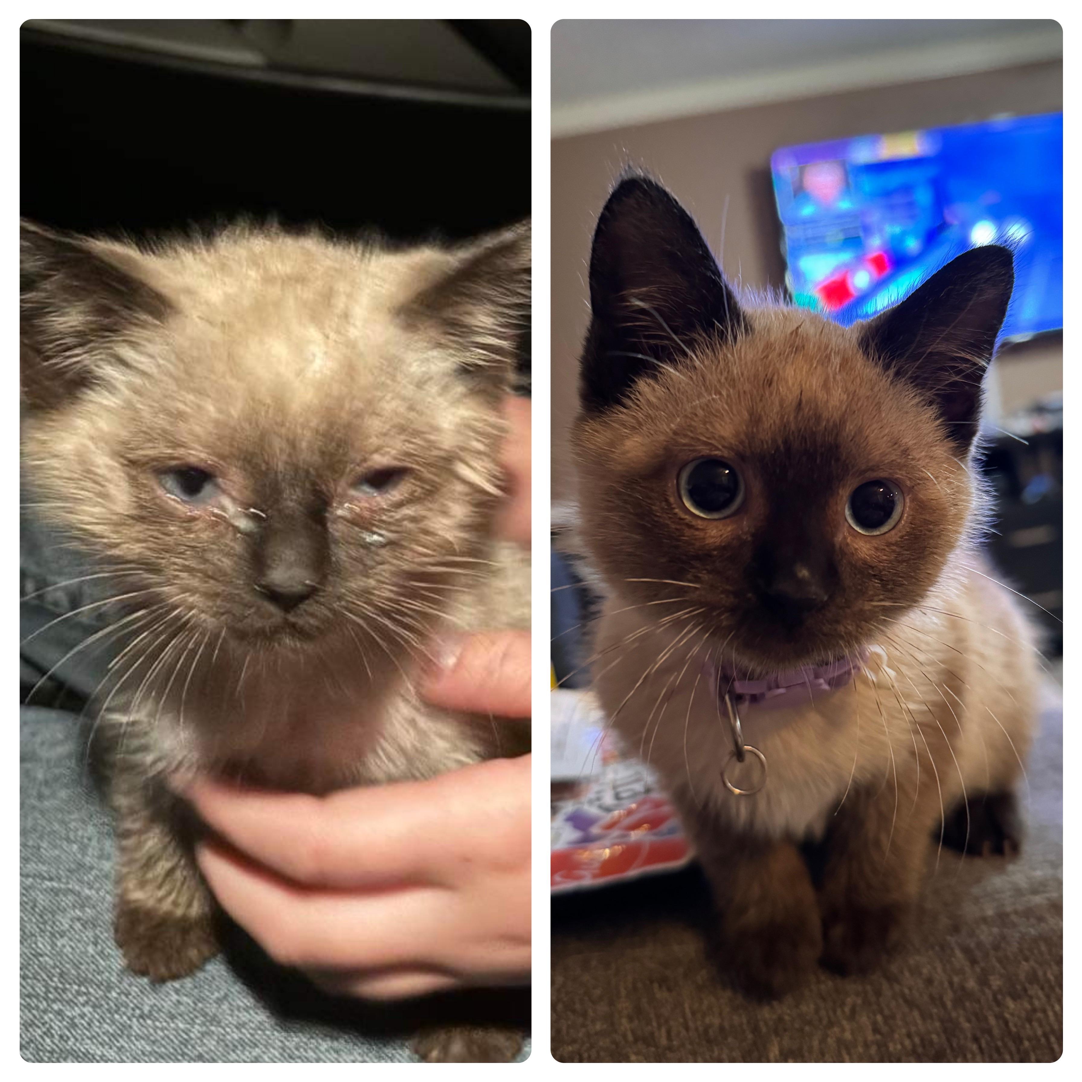 Siamese Cat Cross Breeds: What Do They Look Like?