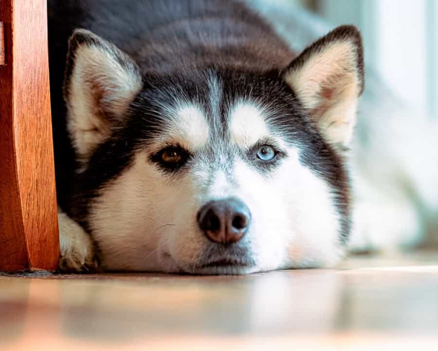 Siberian Husky Apartment Dog: Tips for Living Together in a Small Space!