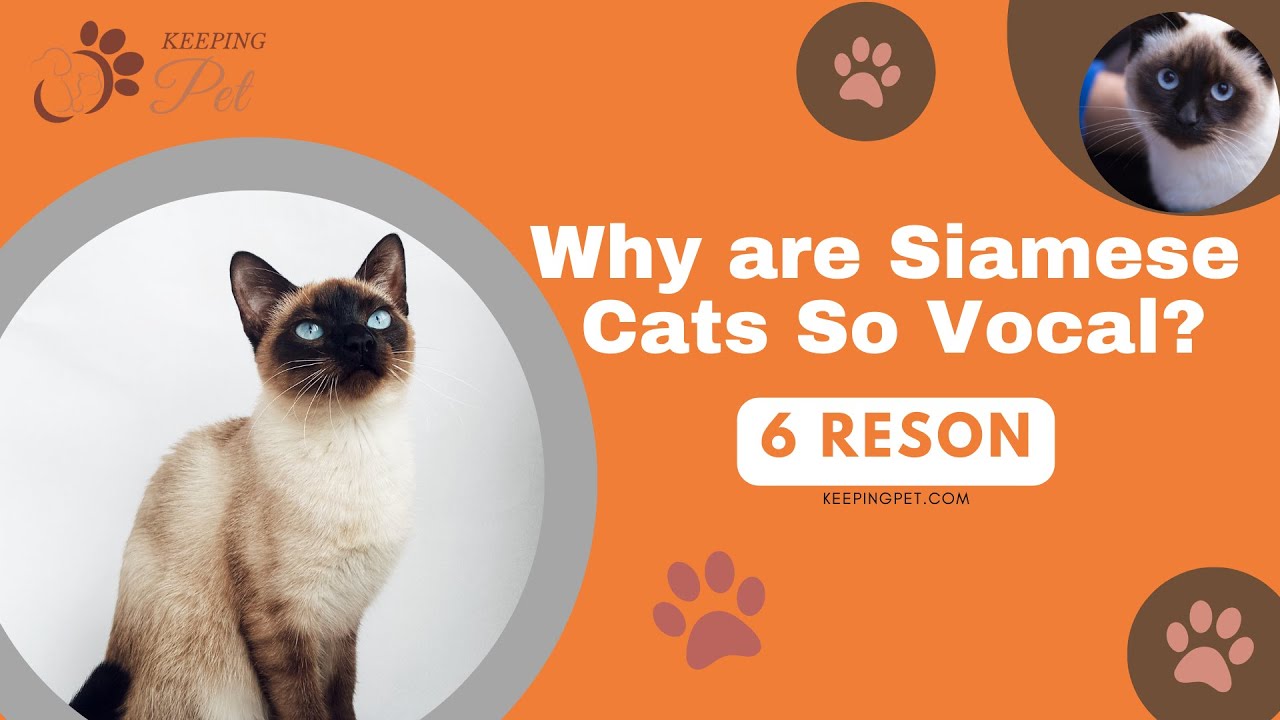 Why are Siamese cats so vocal? Heres how to handle a noisy Siamese cat!