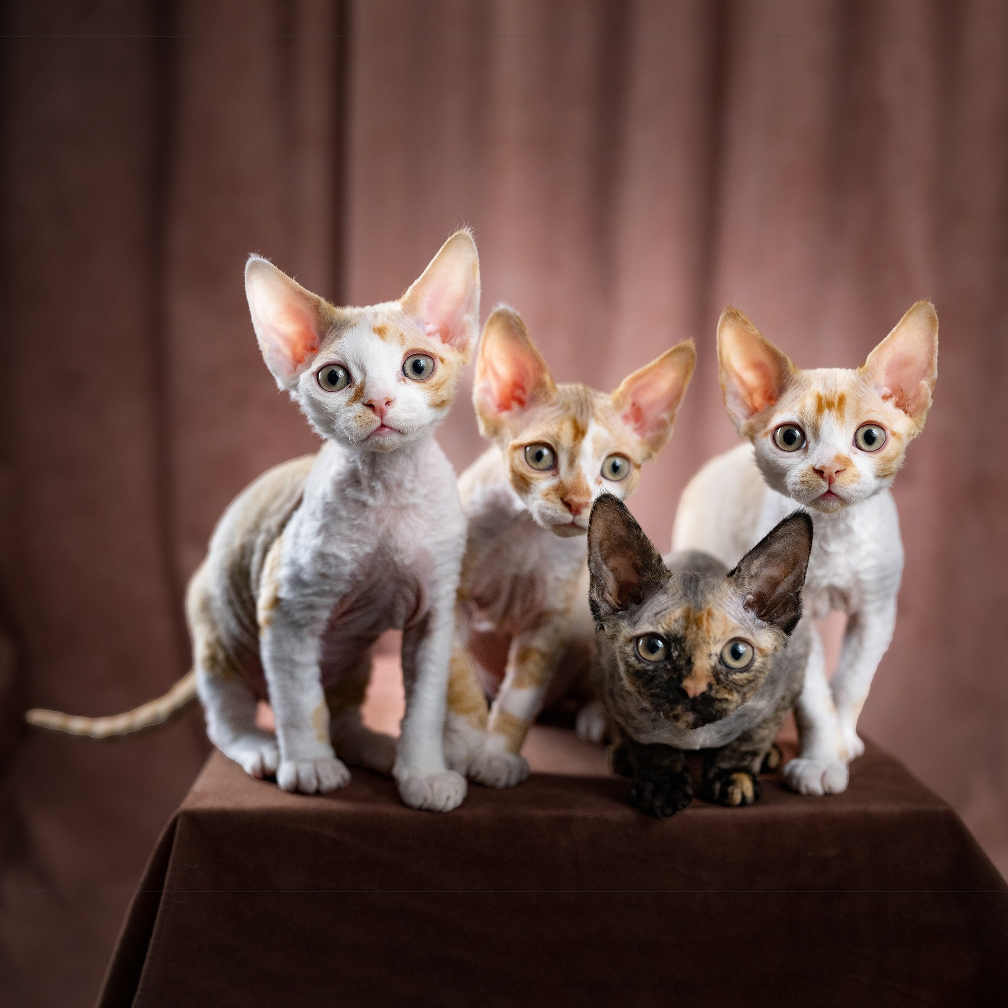 Want a Devon Rex Kitten? Find a Reputable cattery devon rex Here!