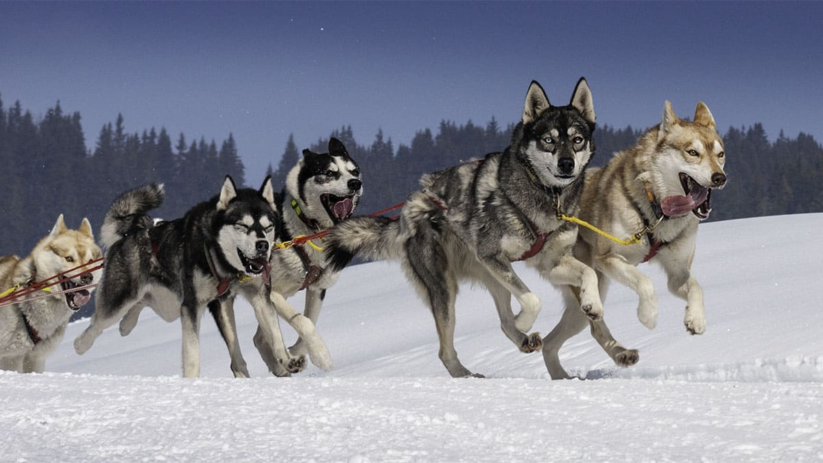 Siberian Husky Prey Drive Explained: Easy Tips for Training and Management