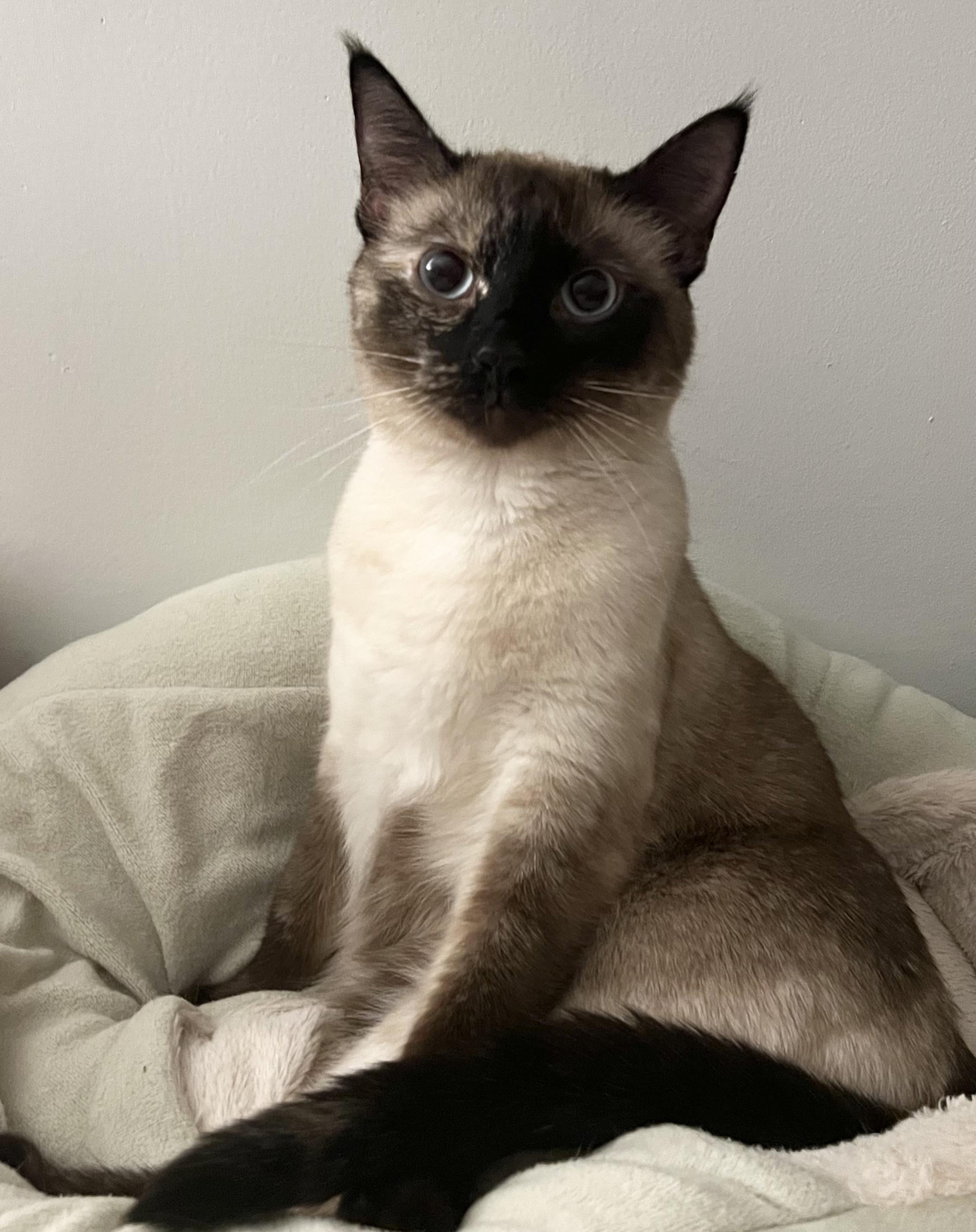 Why Are Siamese Cats So Vocal? Find Out Why Theyre Such Big Talkers!