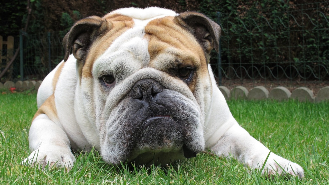 Help! My Bulldog is Shivering: The Truth About Bulldogs and Cold Weather.