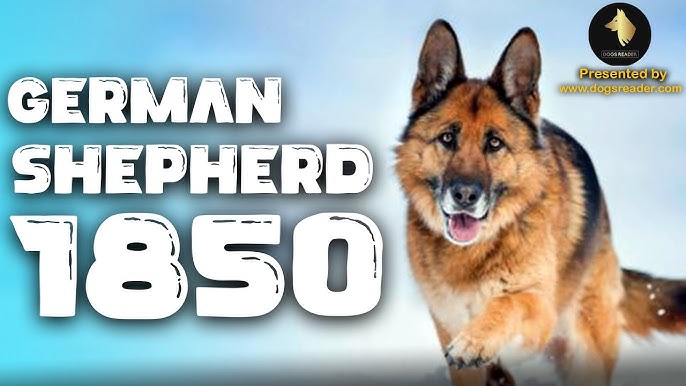 German Shepherd 1850: Everything You Need to Know Today
