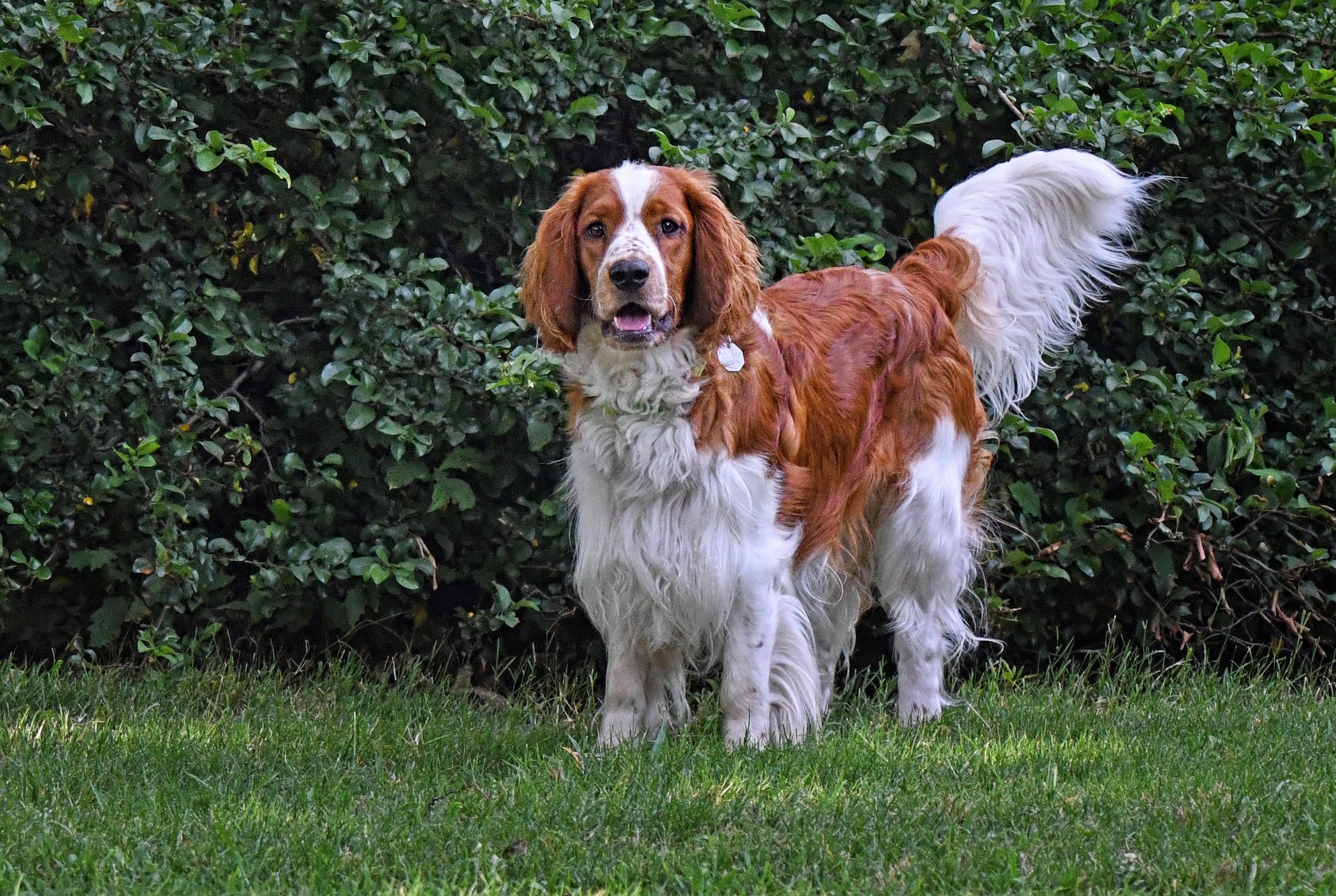 Looking for Welsh Springer Spaniel News? Find the Best Sources for Updates Today.