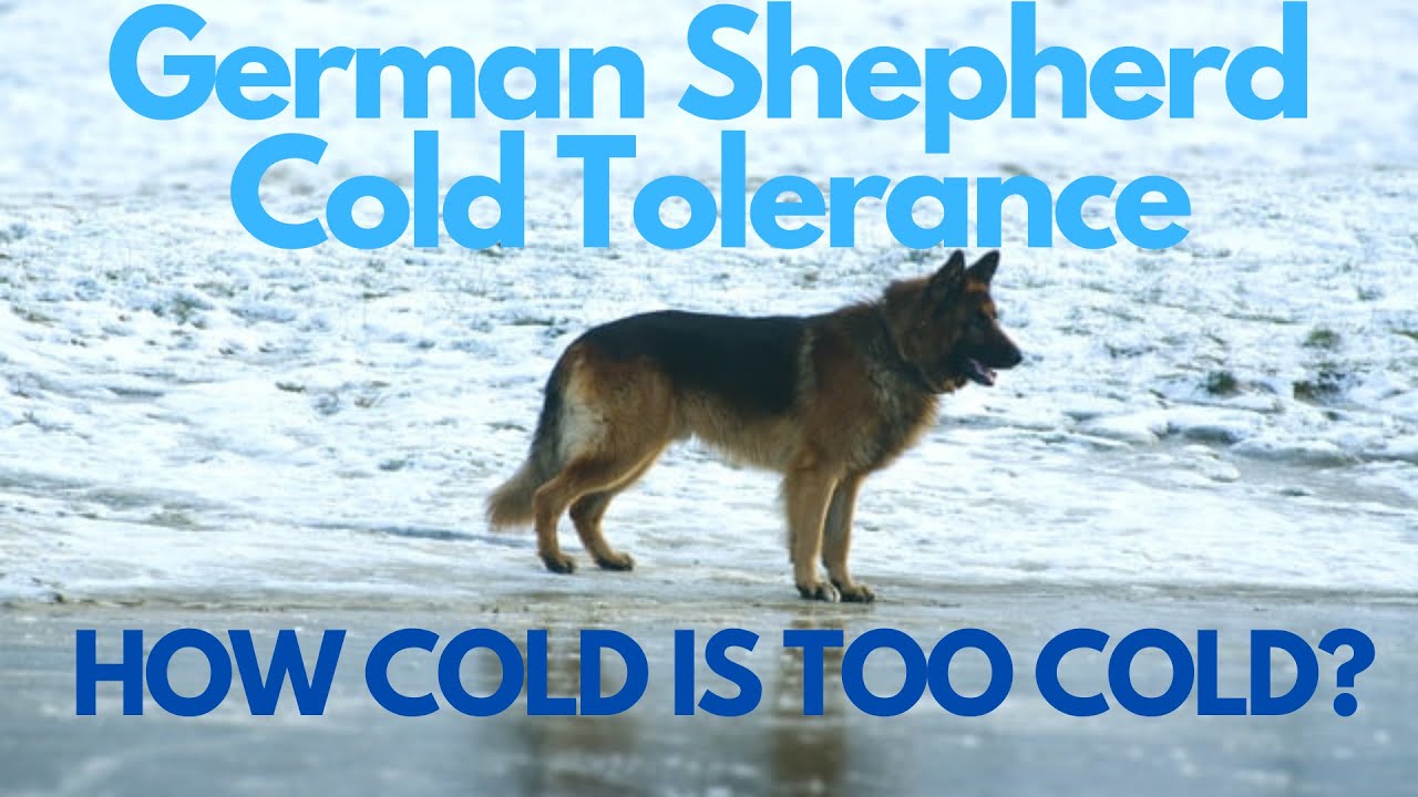 What Temperature Can German Shepherd Tolerate? Find Out How Cold is Too Cold for Your Dog!