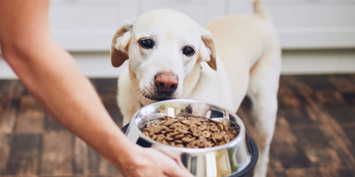 Need the allintitle:best dog food for dogs with allergies? Check This Out