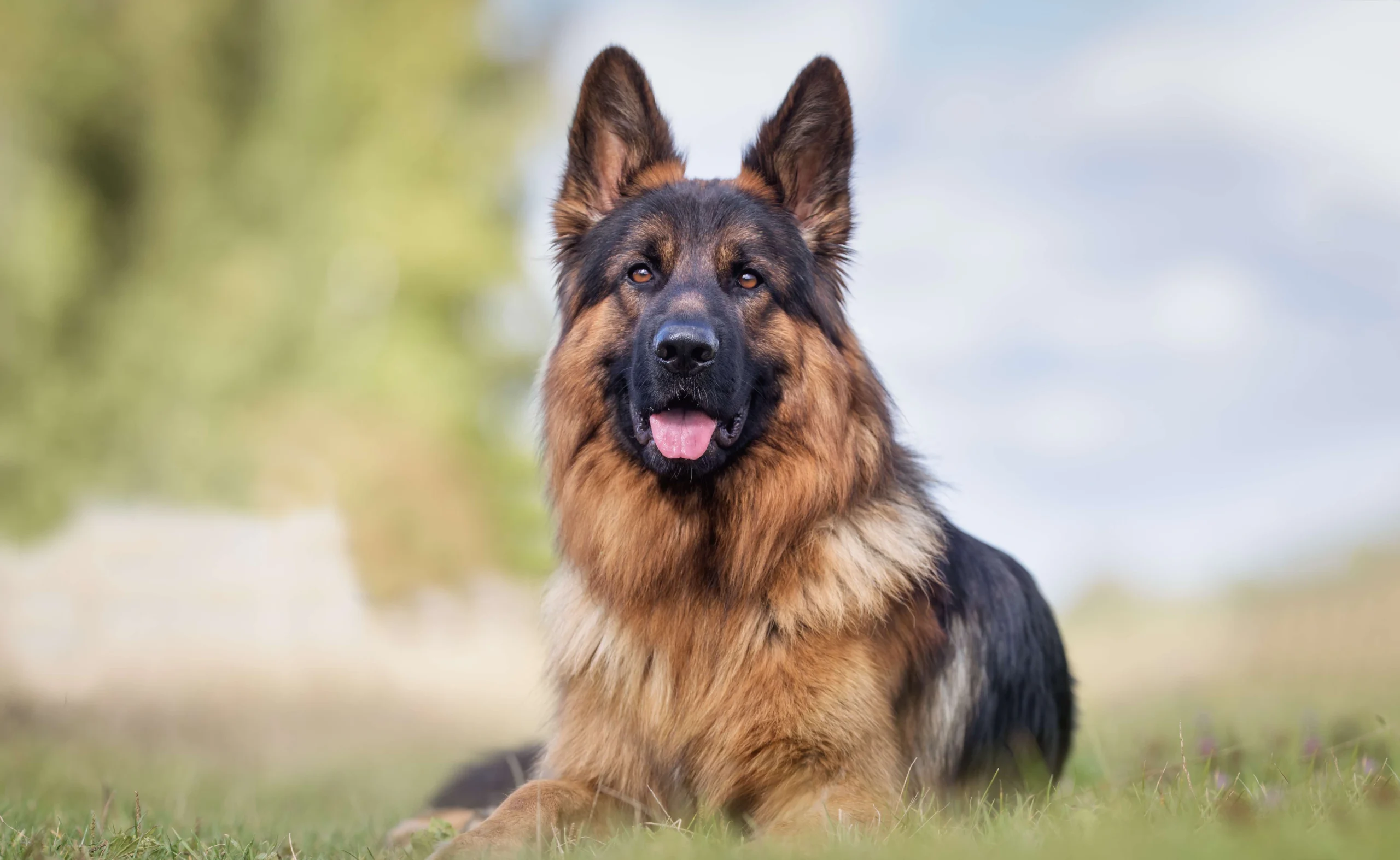 Pure Bred German Shepherd East TN: Get Yours From Reputable Breeders!