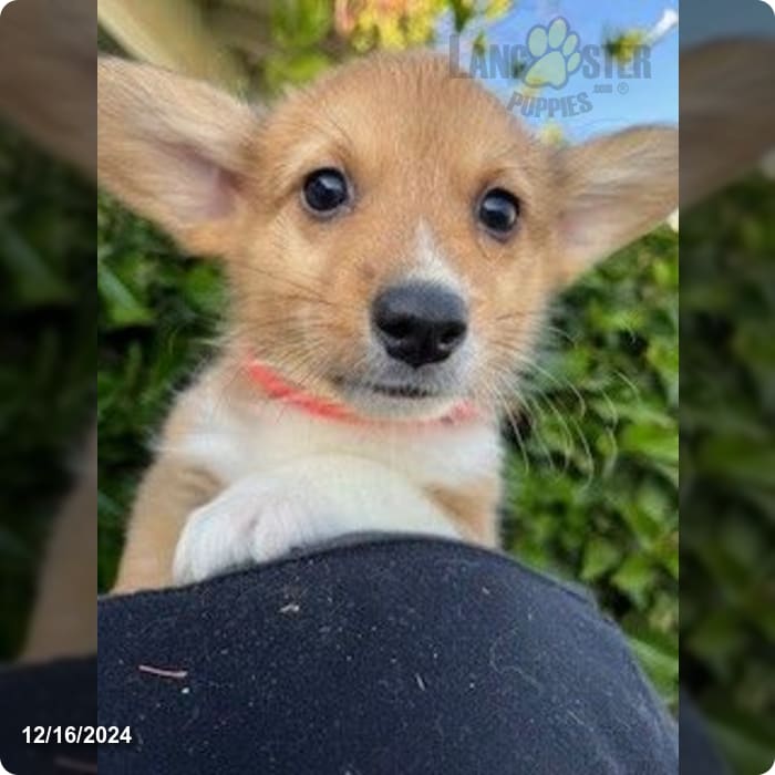 Adorable Welsh Corgi Puppies in California: Get Yours Today!