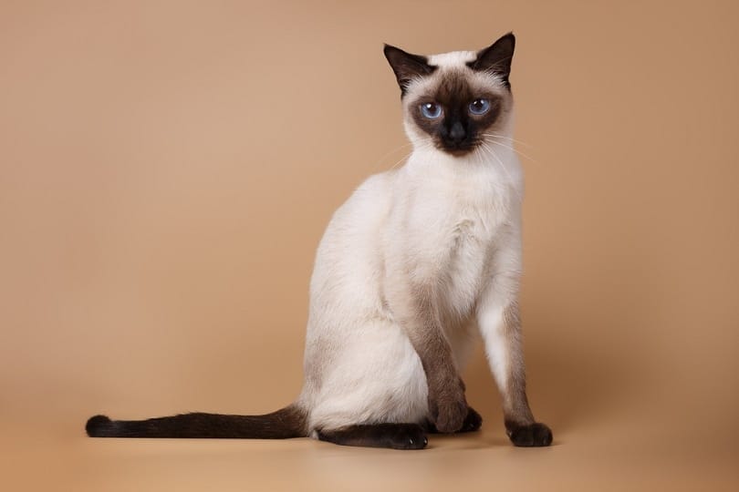 Famous Siamese Cats Throughout History (and Famous Ones Today)