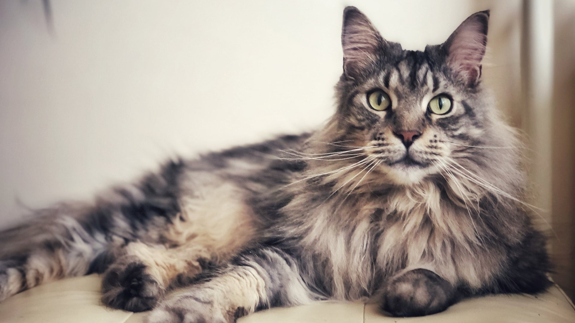 Living with Maine Coon Cats and Allergies: Is it Possible? Practical Advice for Cat Lovers.