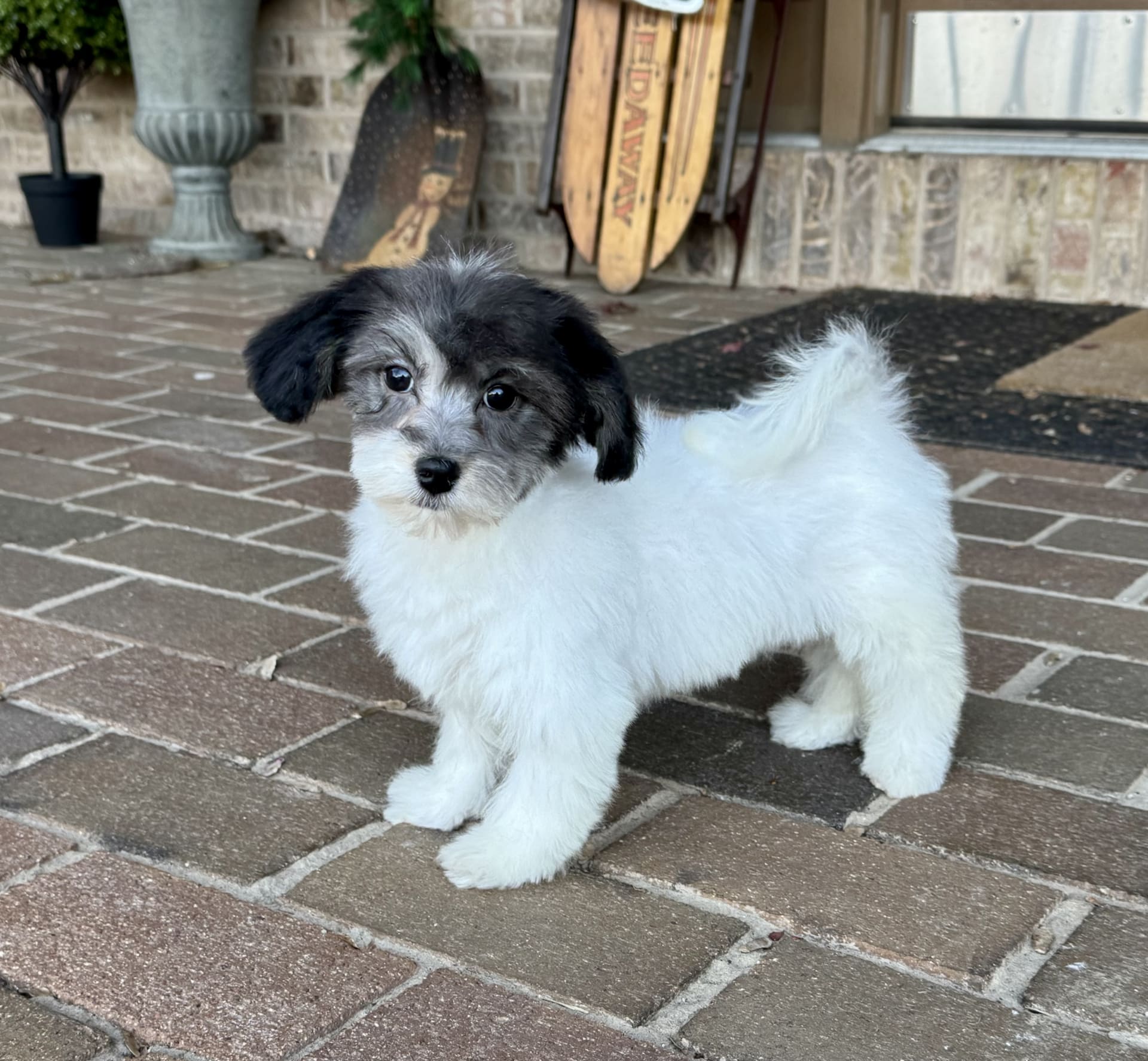 Looking for Puppies? Taliaferro Kennels Puppies for Sale Near You!