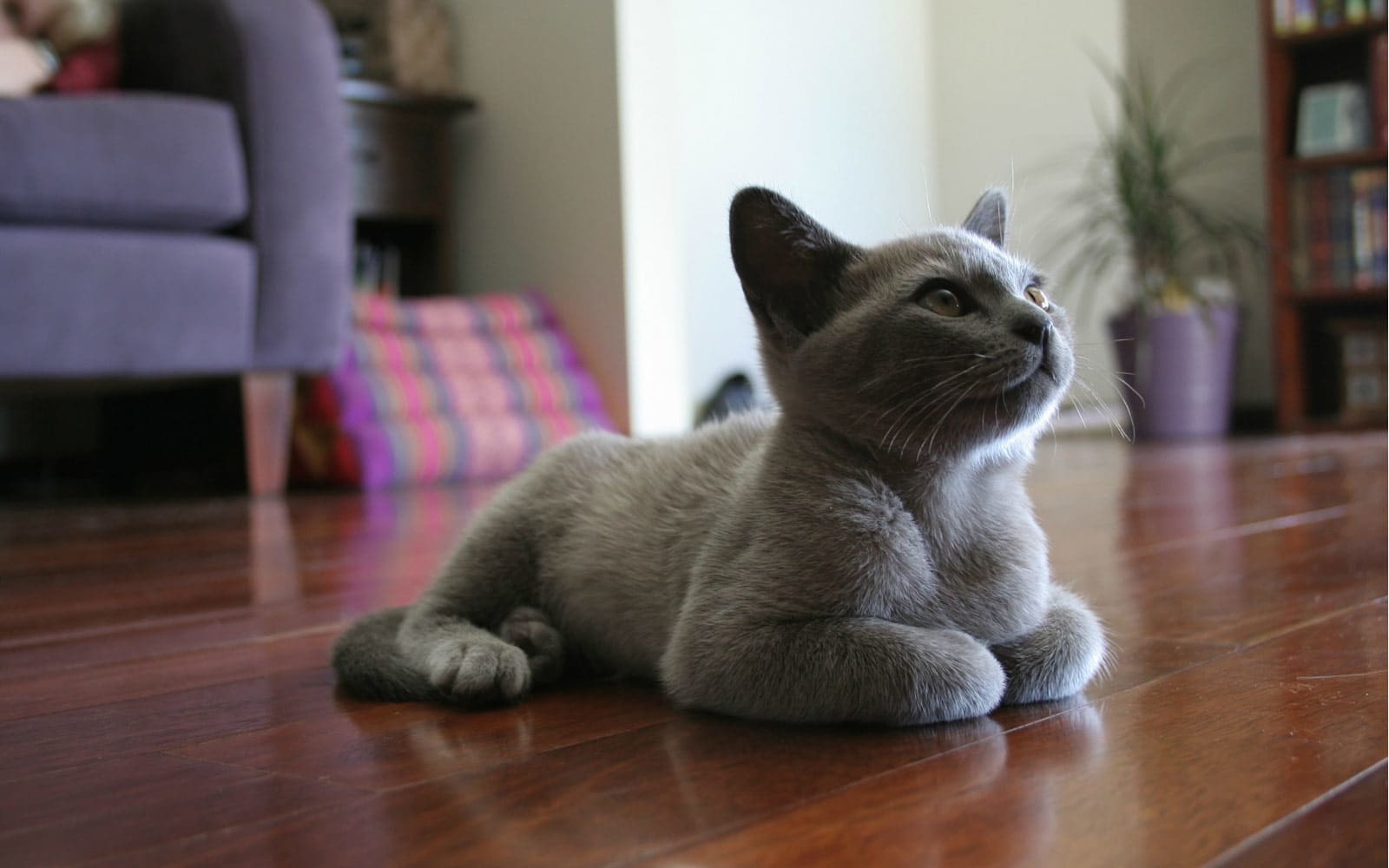 Cattery Boarding: The Best Cat Boarding Services Near You