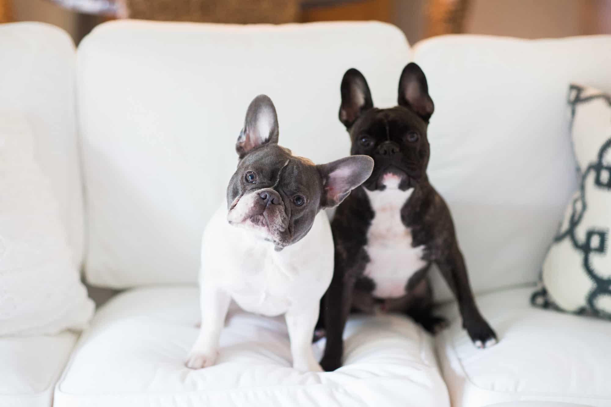 French Bulldog Female Adult for Sale (Things You Need to Consider Before Buying)