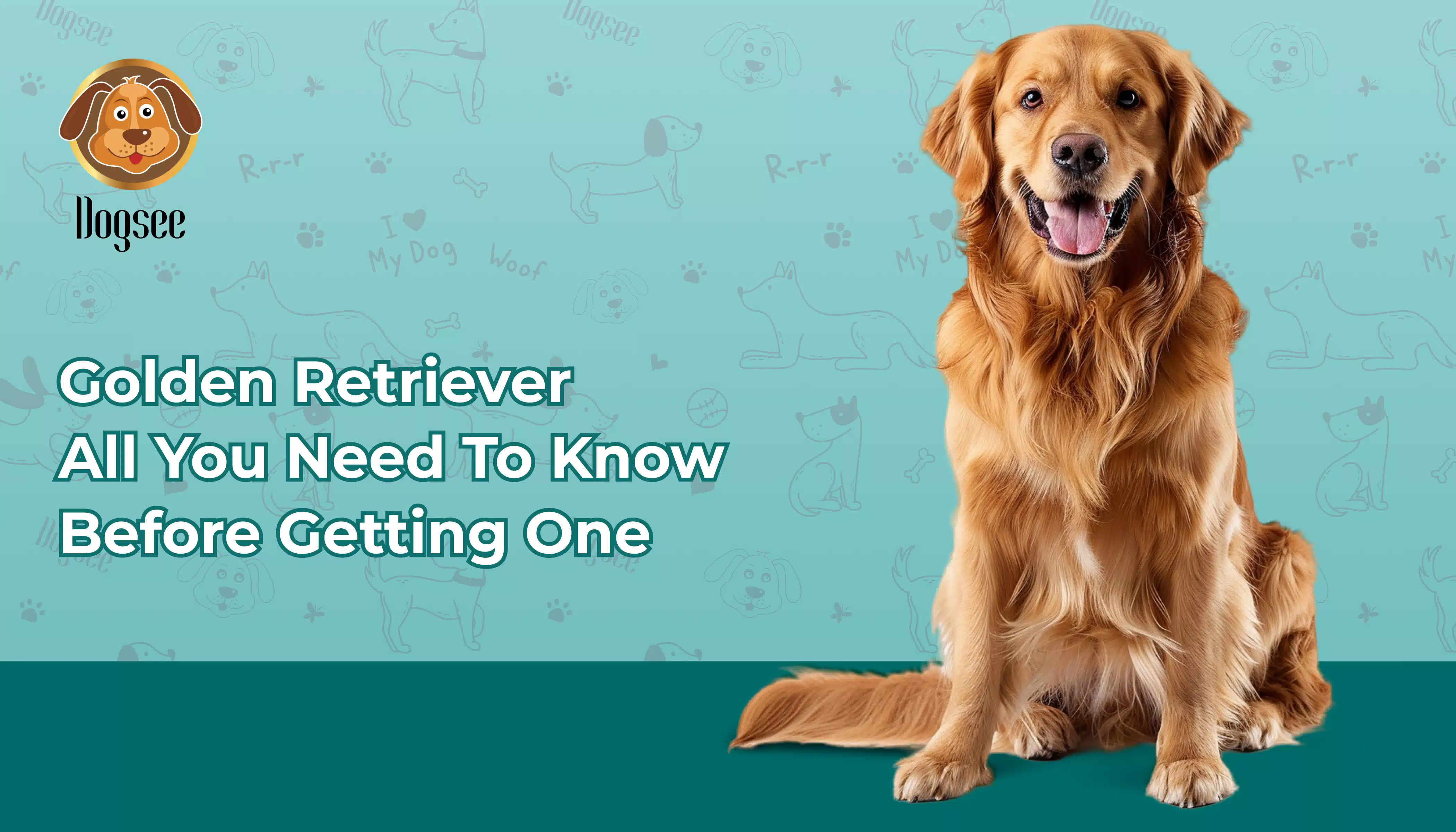 Large Golden Retriever Guide (What to Know Before Getting One)