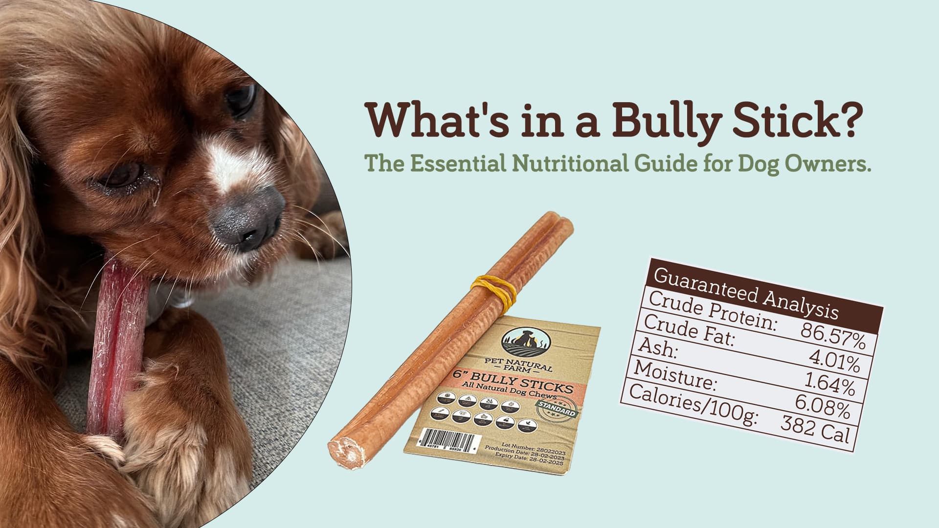 Are Bully Sticks Good for Dogs? The Best Guide for Concerned Owners!