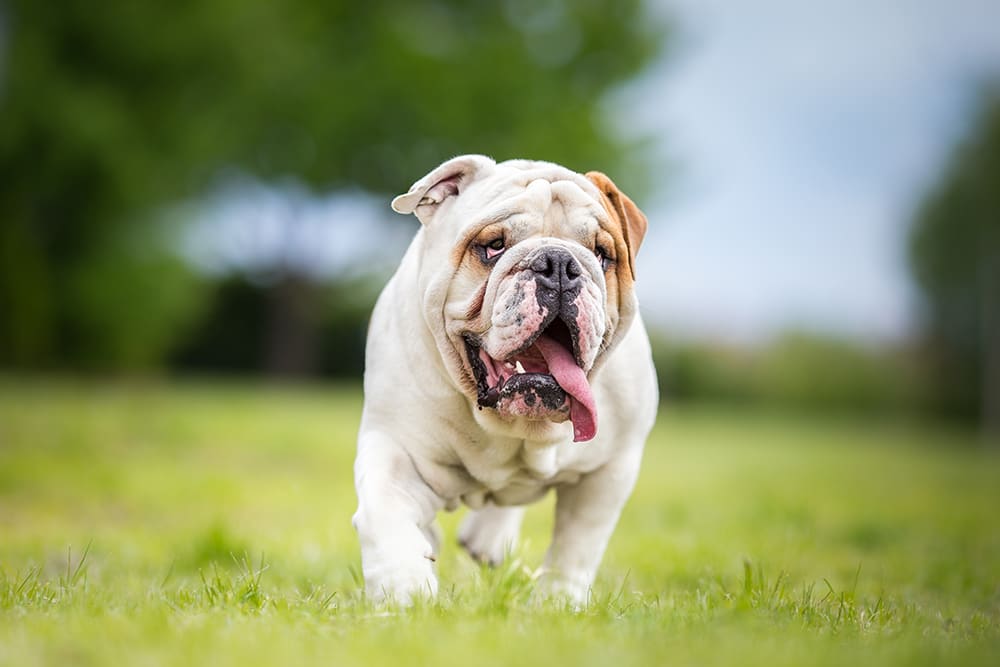 Help! My Bulldog Is Panting Excessively! Find Solutions.