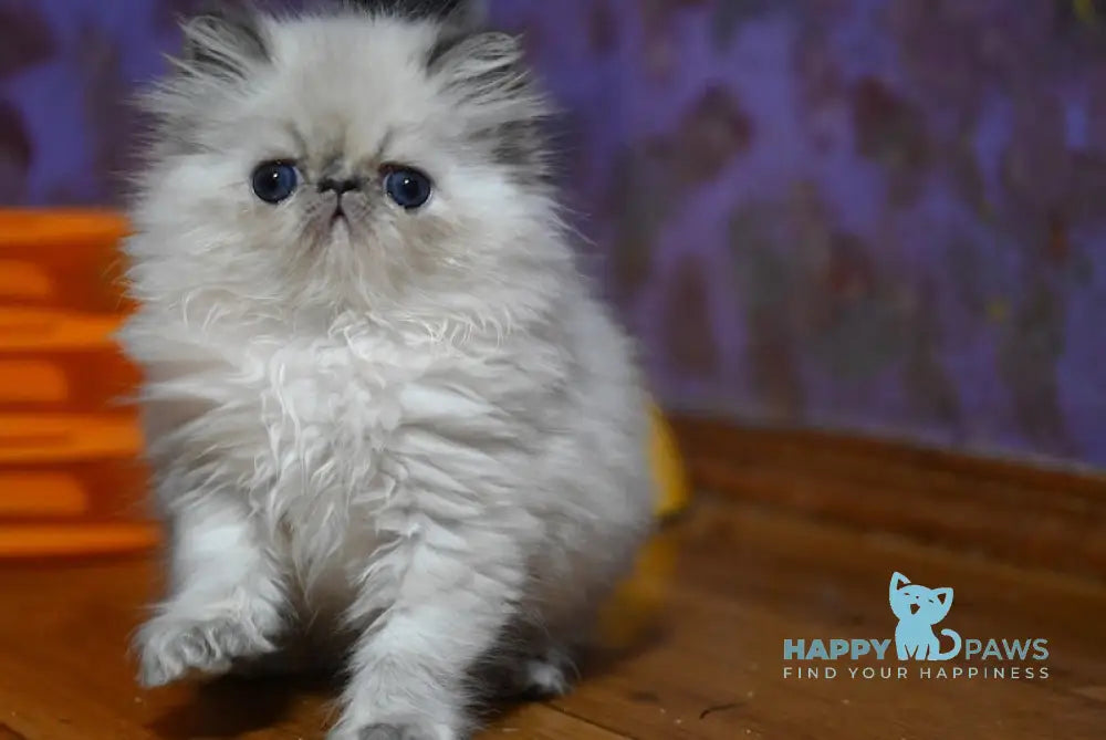 For Sale Persian Cat: Discover the Best Prices Here!