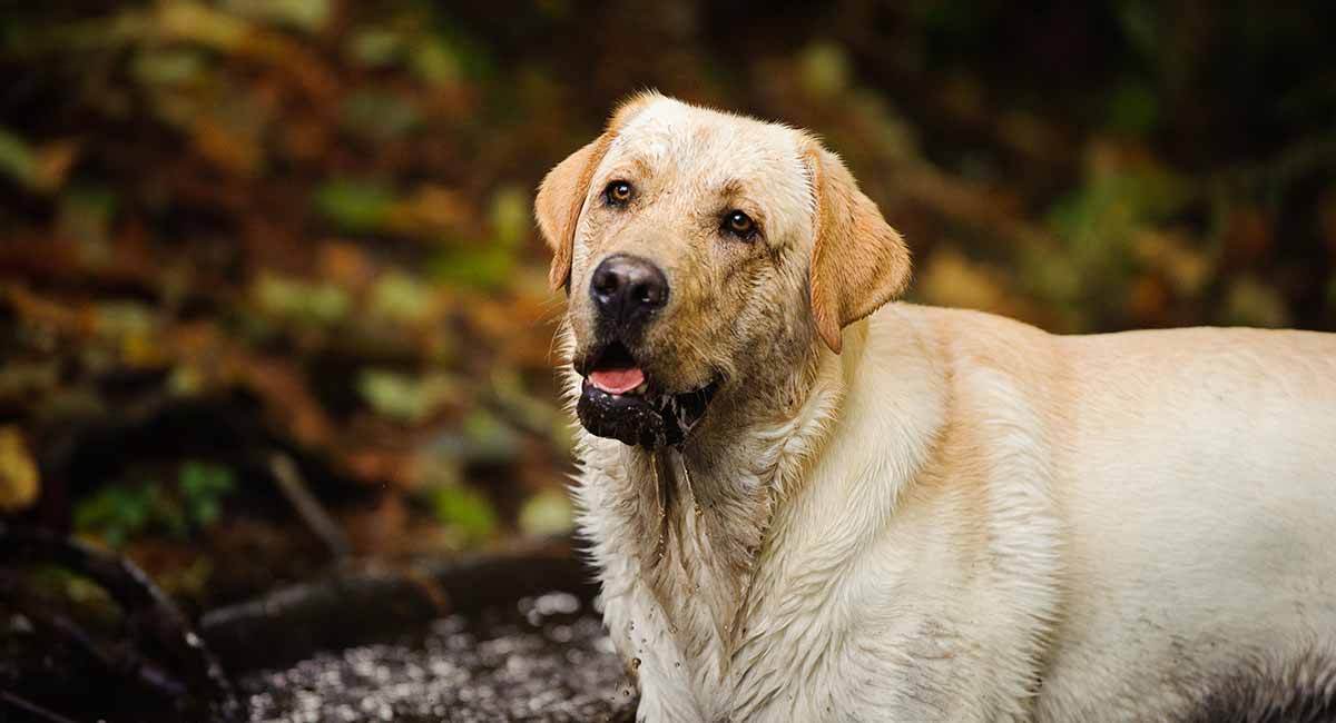 Do Labrador Retrievers Smell? Simple Tips to Keep Your Lab Fresh and Clean!