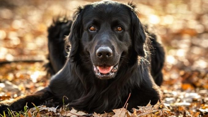 Black Golden Retriever: Facts You Should Know! The best tips for caring for this cute dog.