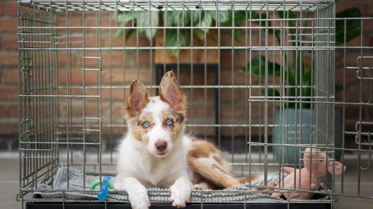 Puppy Pooping in Kennel at Night? Try These Quick Fixes