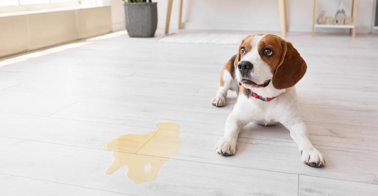 Using a Floor Cleaner Pet Safe: Tips and Tricks.