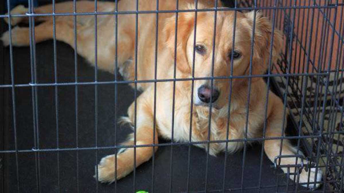Golden Retriever Dog Crate Training Tips: A Simple Guide for New Pet Parents!