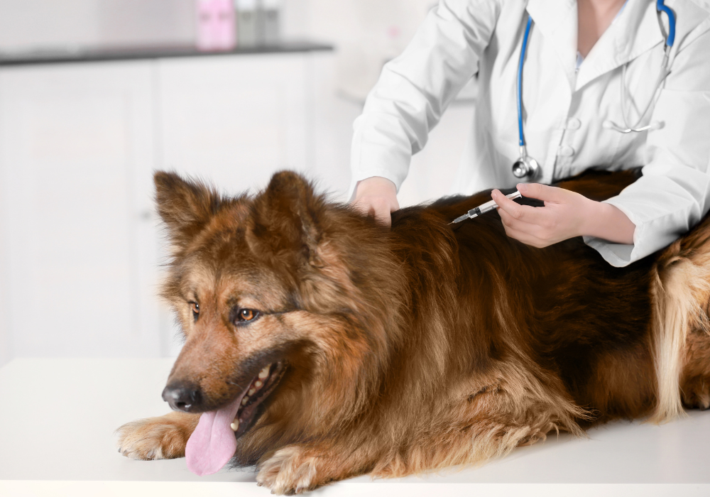 Kennel Cough Vaccine Price: Is It Worth the Investment for Your Dog?