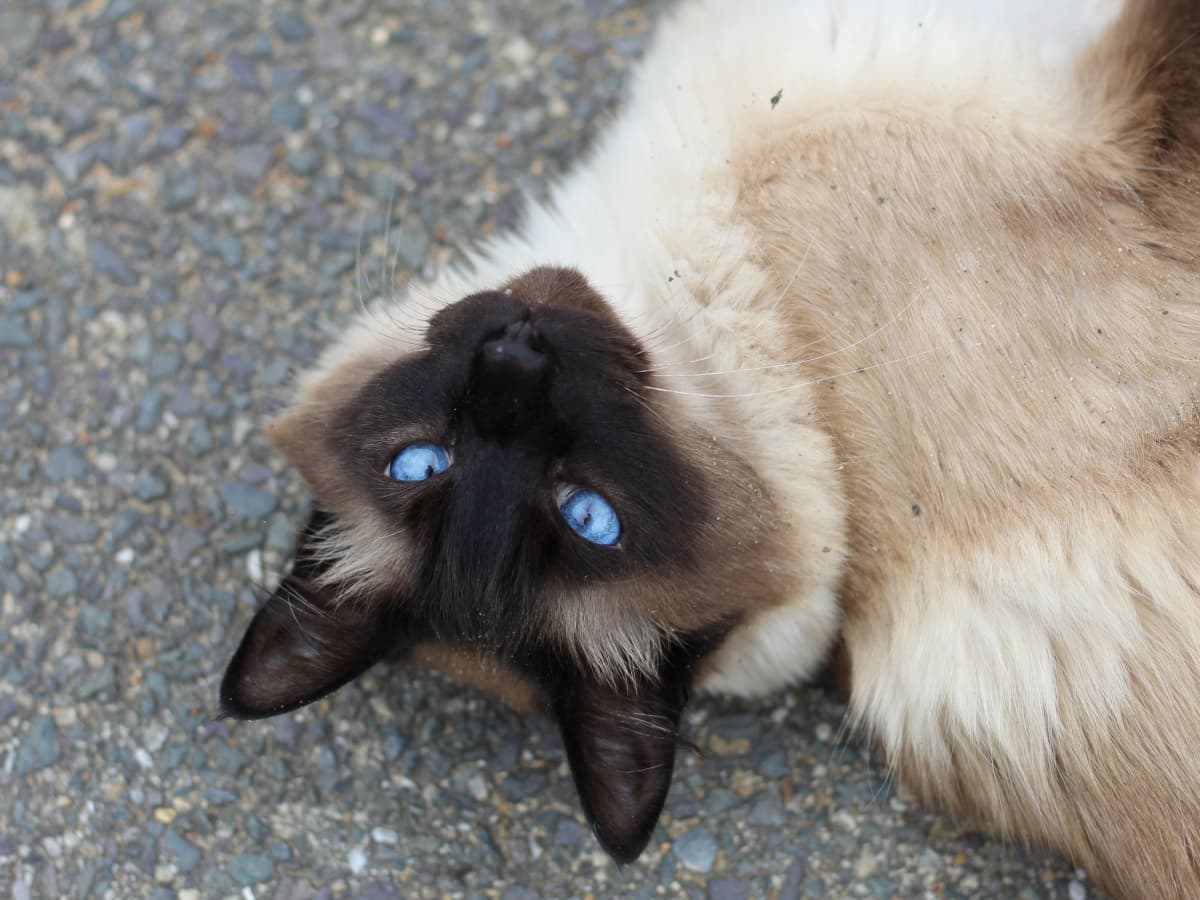 Siamese Cats Mix: Everything You Need to Know About