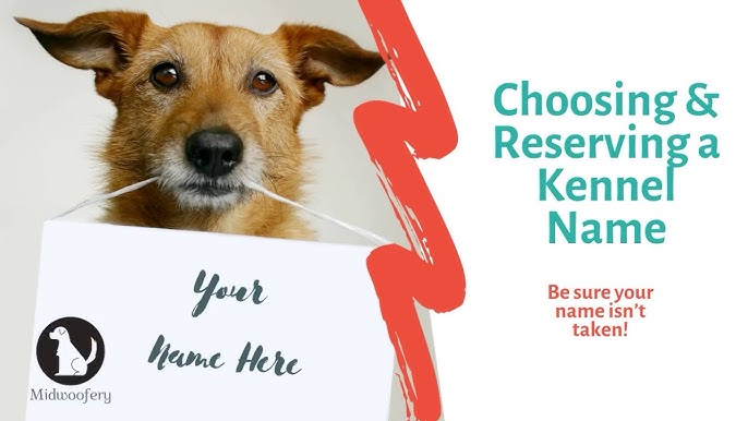 Choosing Kennel Dog Names: Fun and Easy Tips Guide!