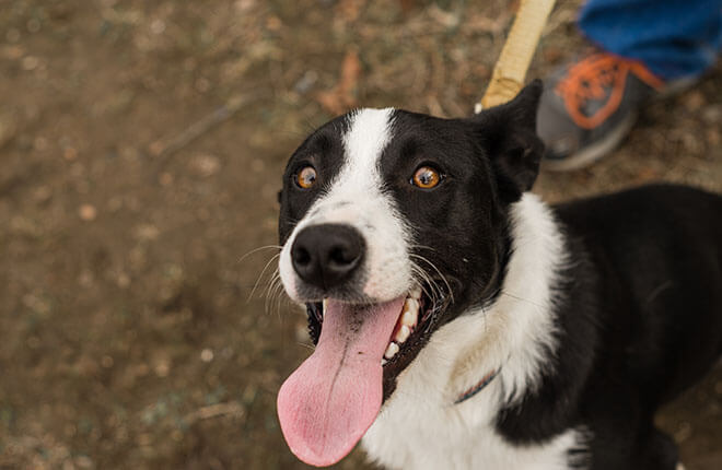 Thinking of Responsible Pet Care Adoption? (Heres What You Really Need to Know Before You Adopt)