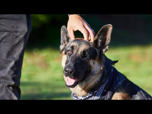 Why Does My German Shepherd Sit on Me? Top 5 Possible Causes!