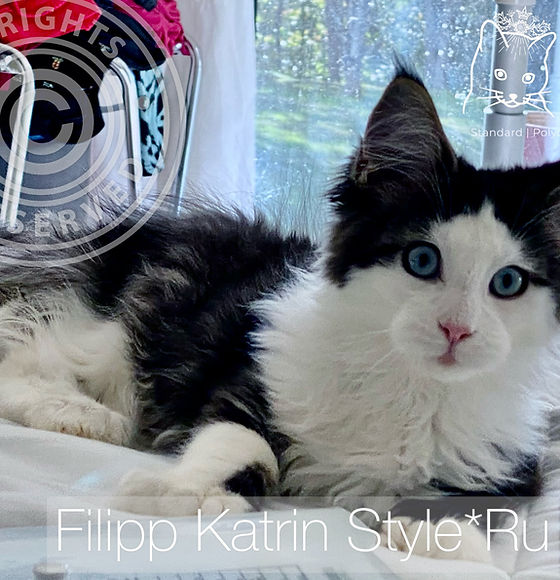 Royal Maine Coon Cattery: Find Your Dream Kitten Here!