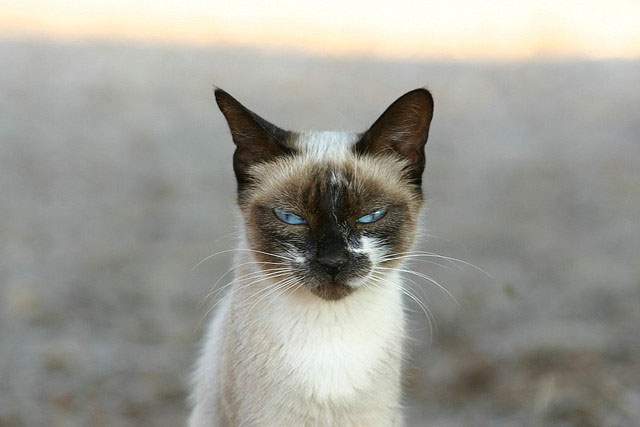 Are all Siamese cats cross-eyed? The surprising reasons behind their crossed eyes!