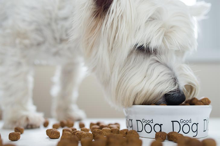 Is Soybean Oil Safe for Dogs? Find Out What Experts Recommend!