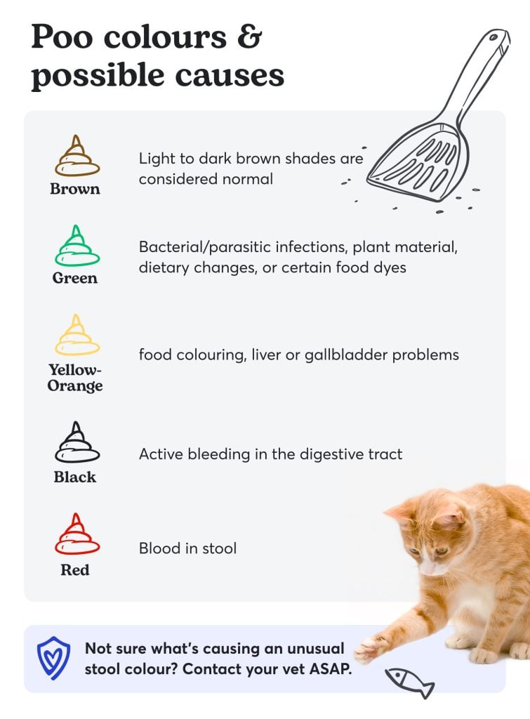Is It Normal? My Poop Smells Exactly Like Cat Litter, Help!
