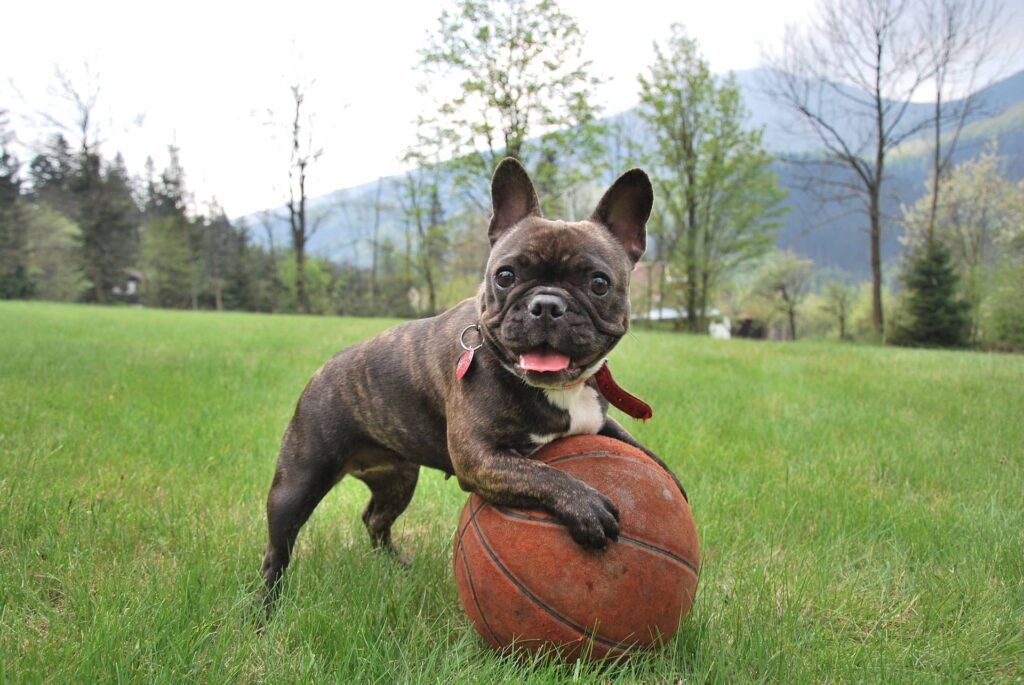 French Bulldog Training Near Me: Find the Best Local Trainers!