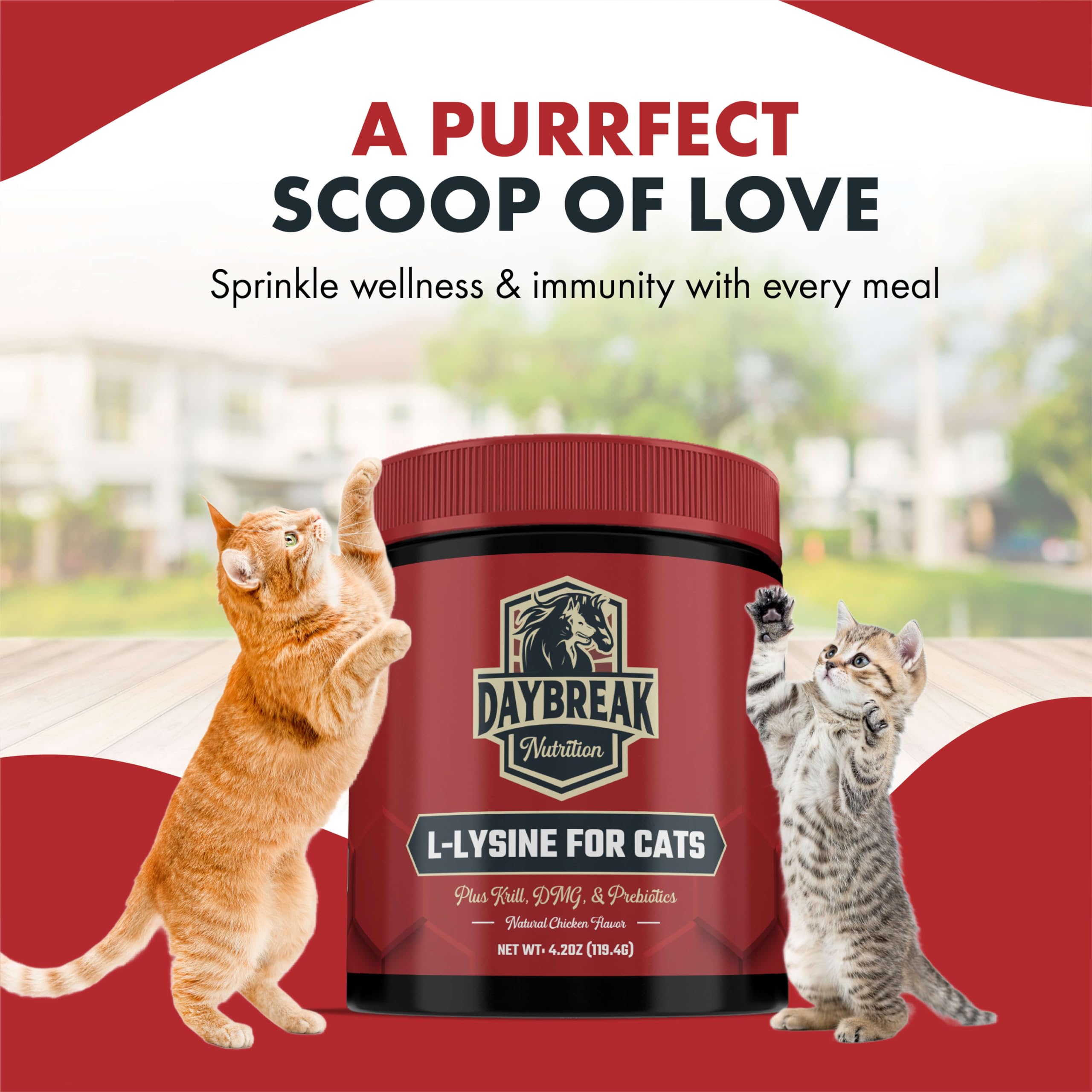 Cat food with lysine: Top brands & which one is best for your cats!
