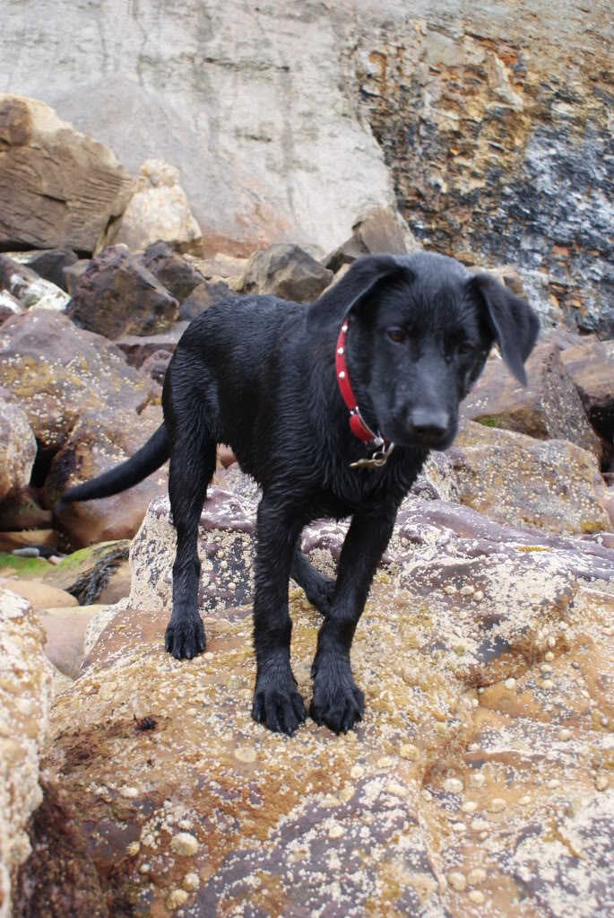 Thinking of a Belgian Shepherd Malinois Labrador Retriever Mix? Read This First!