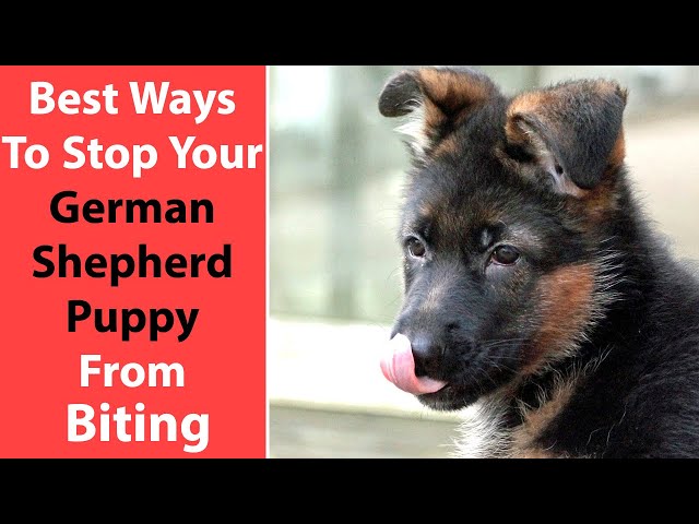 How to Stop German Shepherd Puppy from Biting: Simple Tips!