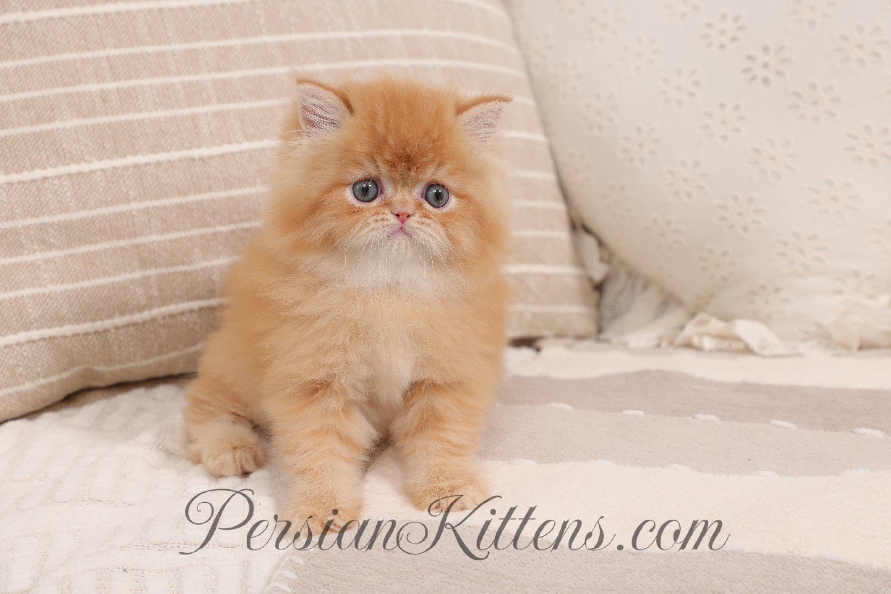 Red Persian Cat for Sale: Find Your Fluffy Friend Today!