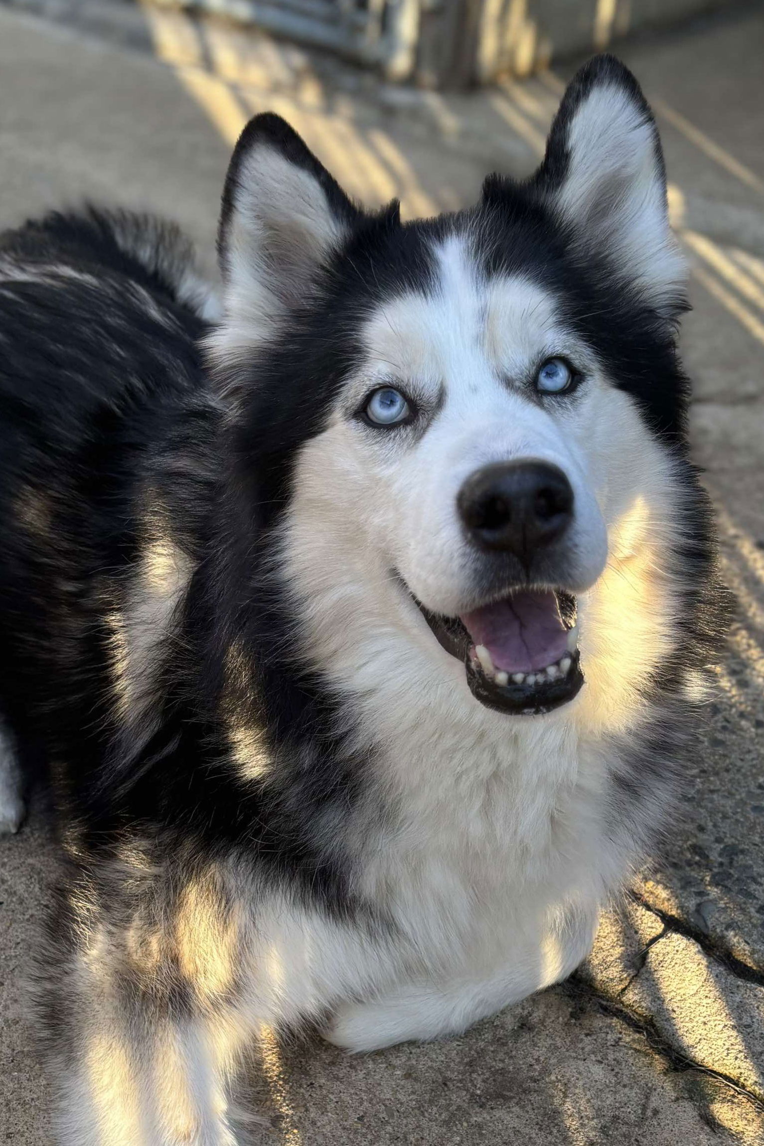 Adult Siberian Husky for Sale: Gorgeous Dogs, Ready for New Homes!