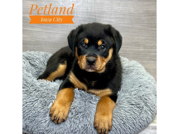 Rottweiler Puppies for Sale Iowa: Find Your Perfect Pup Here!