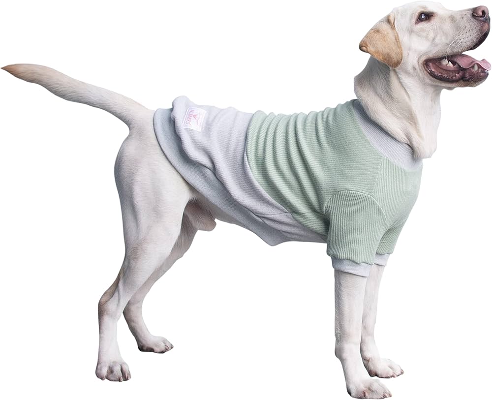 Cozy Dog Sweaters For Labrador Retrievers (Find The Perfect Fit!)