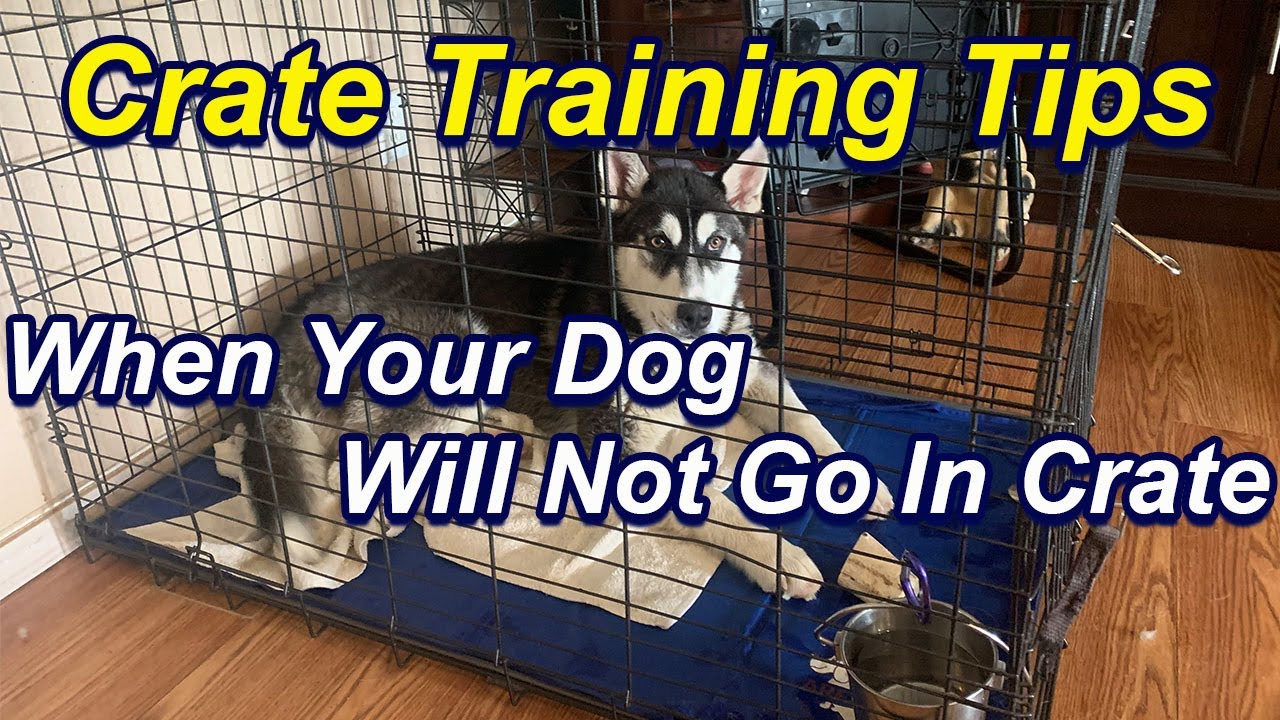 How to Train a Dog that Refuses to Go in Kennel.