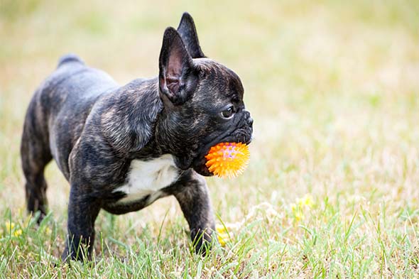 French Bulldog Puppies Illinois: Breeders Near Me (Prices & Availability)