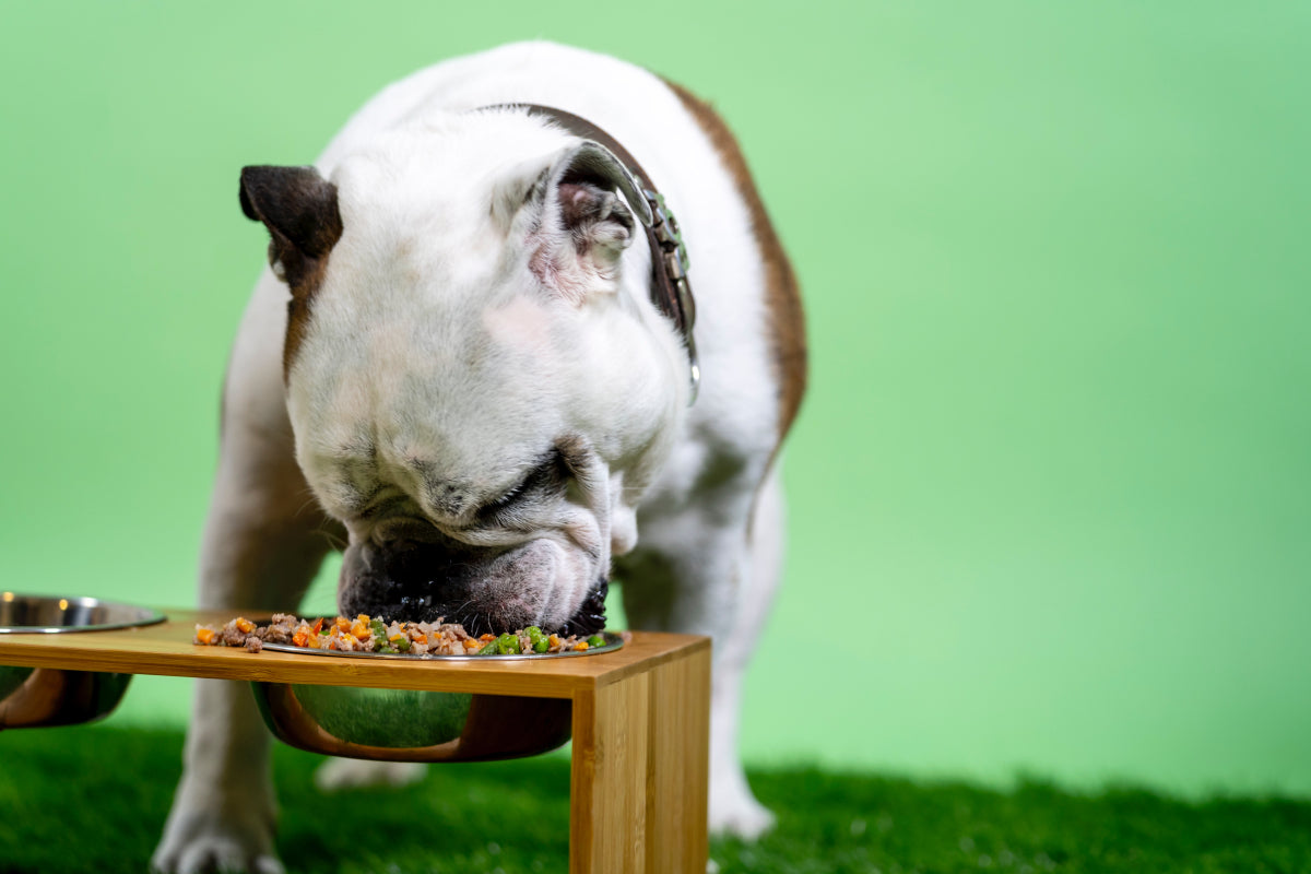 How Much Should an English Bulldog Eat? Avoid Overfeeding with These Tips!