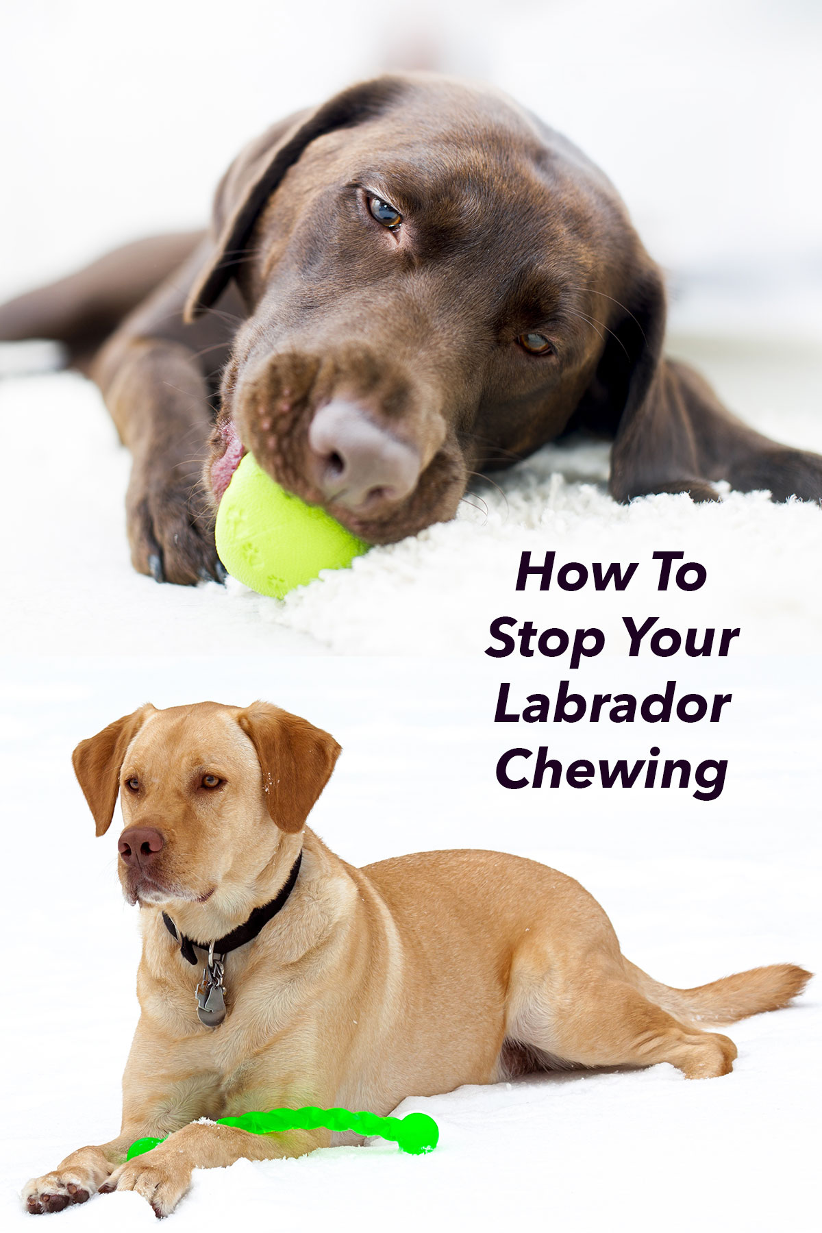 Your 7 Month Labrador Retriever:Dealing with Chewing!