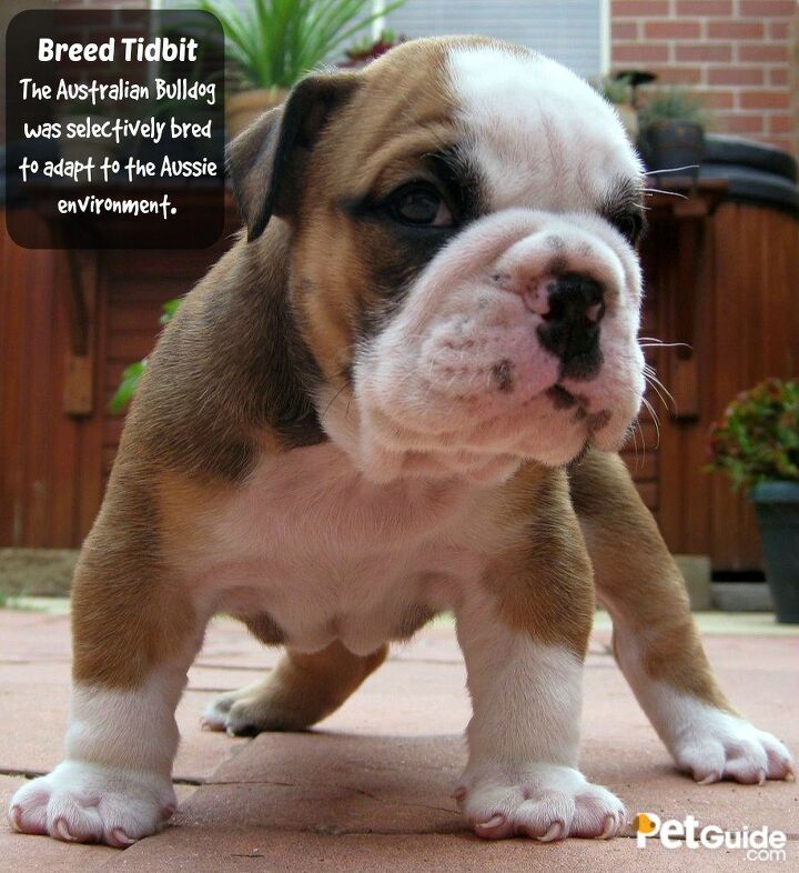 Australian Mini Bulldog: Your Complete Family Pet Guide.