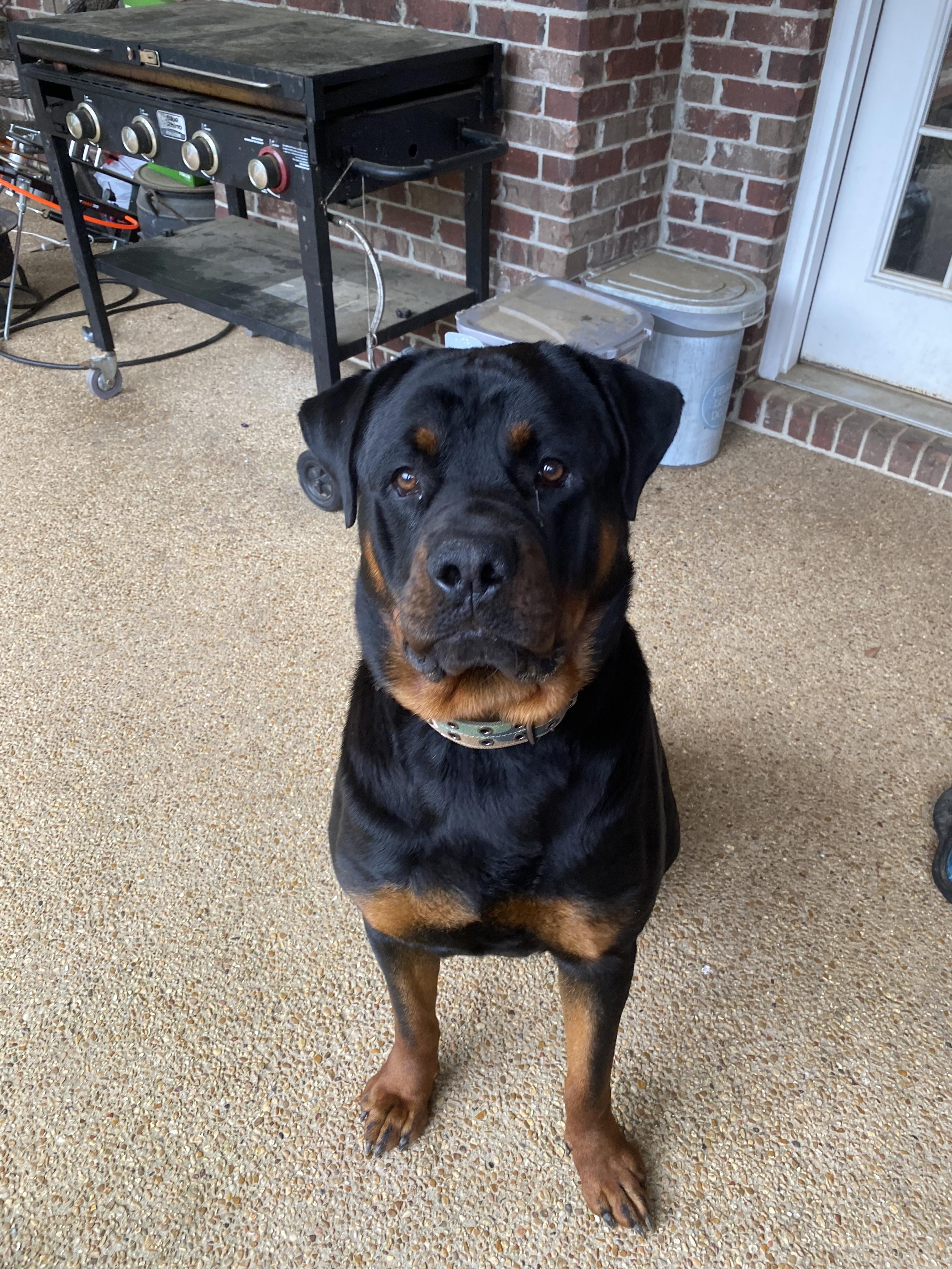 Reputable Texas Rottweiler Breeders: how do you choose the right one